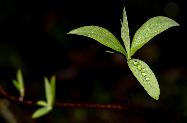 Crescita primaverile fresca che emerge dal germoglio su sfondo nero