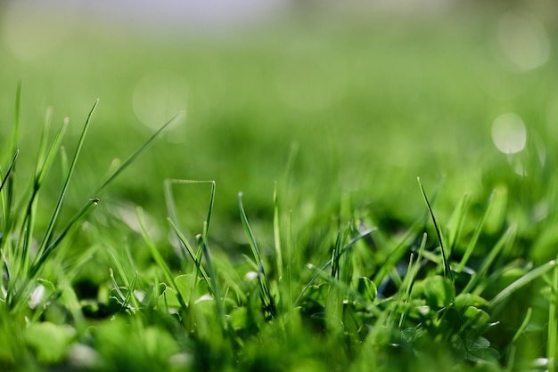 牧草地に生える新鮮な春の芝生の緑の草