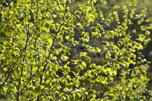 Fresh spring leaves of birch