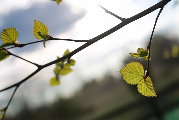 Fresh spring leaves on a tree