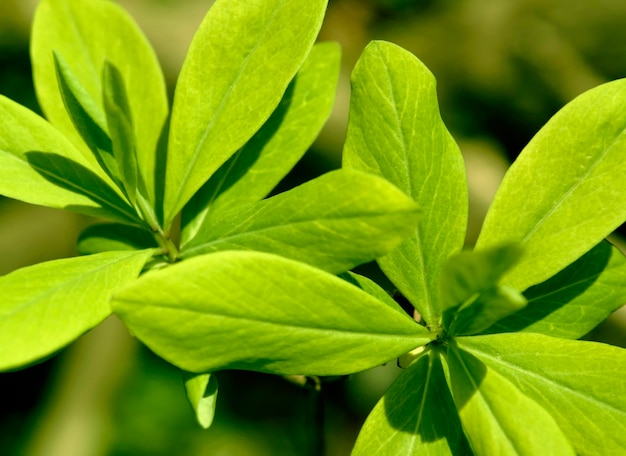 fresh spring leaves