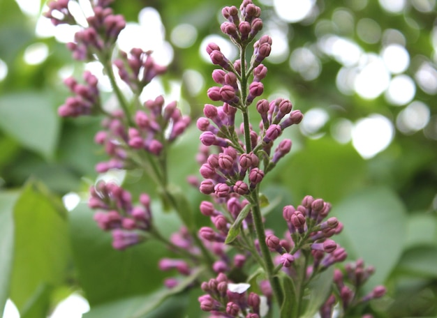 ぼやけた背景に新鮮な春のライラックの芽