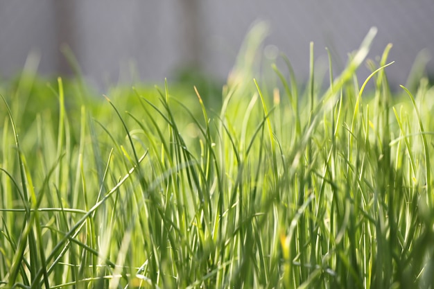 Fresh spring onions leaf.