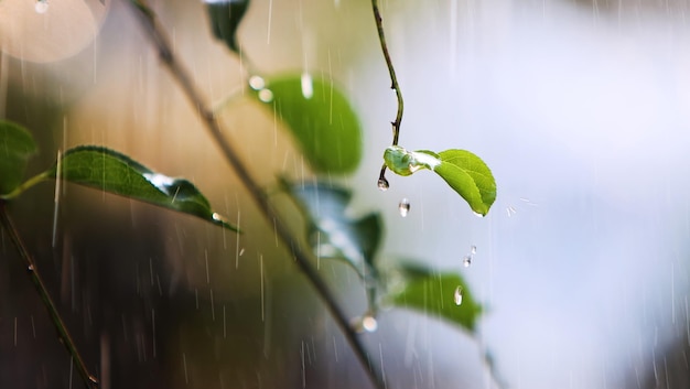 Foto fresca pioggia primaverile e gocce di pioggia che cadono sui boccioli delle foglie verdi in una calda giornata primaverile
