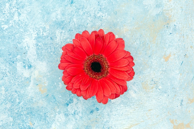 Fresh spring red flower over blue textured background