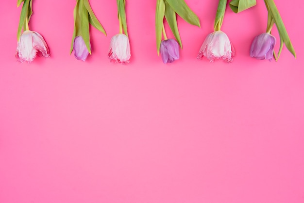 Свежие весенние тюльпаны на розовом фоне