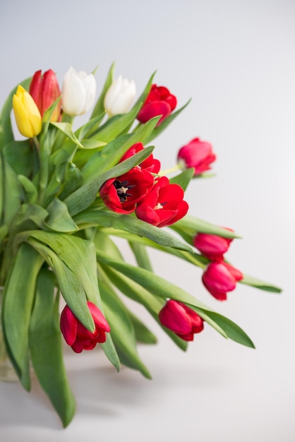 Fresh spring tulips on a white background copy space