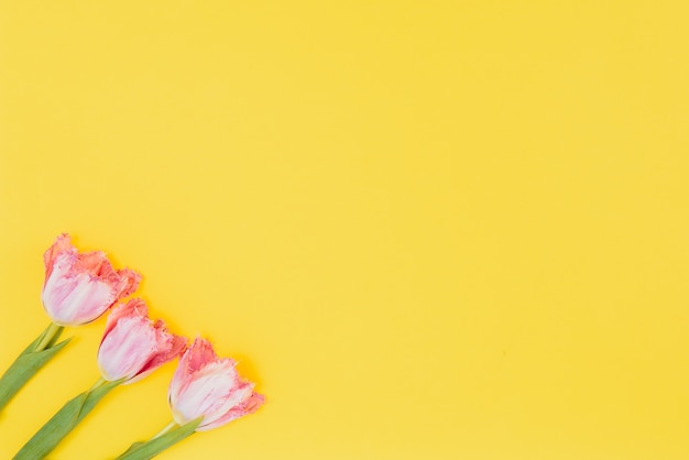 Свежие весенние тюльпаны на желтом фоне