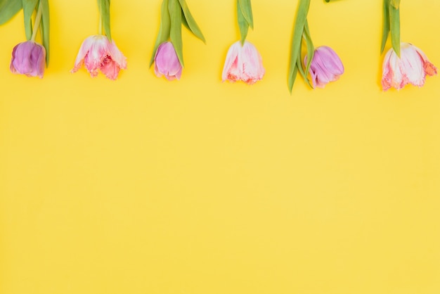 Fresh spring tulips on a yellow background