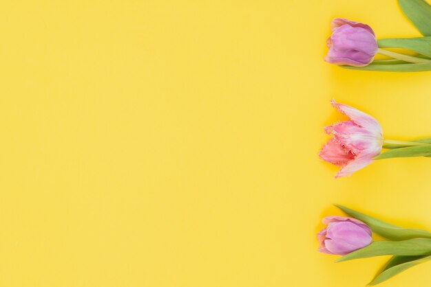 Fresh spring tulips on a yellow background