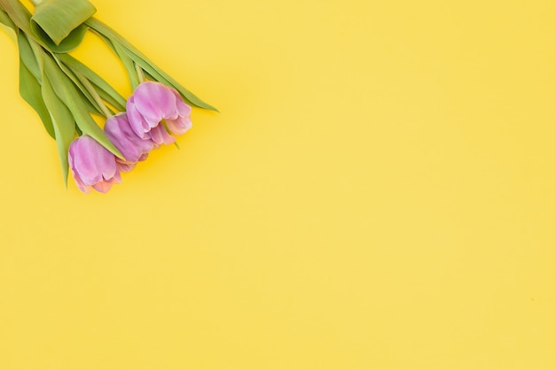 Fresh spring tulips on a yellow background