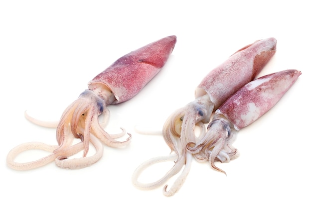 Fresh squid isolated on white background