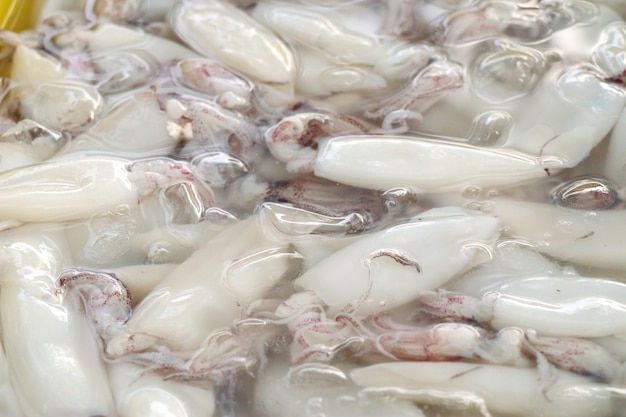 Fresh squid in market