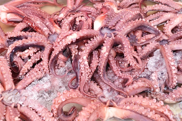 Fresh squid in the market