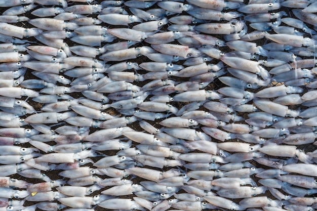 Fresh squids are dried in the sun on the island of Koh Phangan Thailand