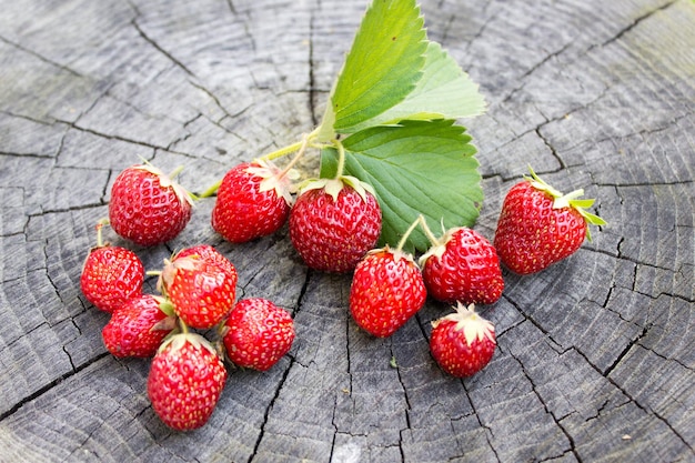 복사 공간이 있는 신선한 딸기 베리 나무 배경에 잘 익은 빨간 딸기 베리