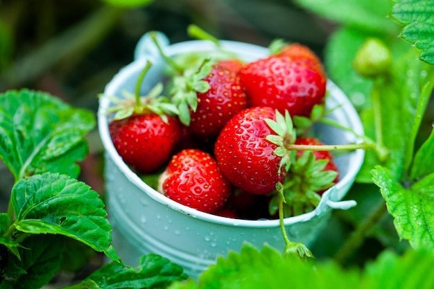 Fresh strawberries in the garden Organic food Healthy berries in a bowl