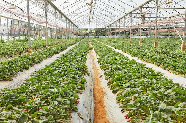 fresh strawberries on a greenhouse