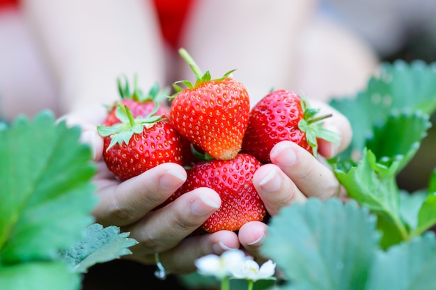 Fragole fresche raccolte a mano da una fattoria di fragole