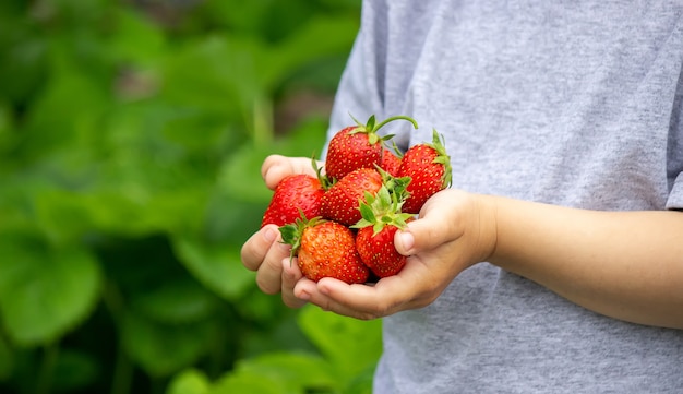 Fresh strawberries in the hands of a child. Nature. Selective focus.