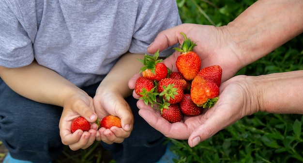 Fresh strawberries in the hands of a child. Nature. Selective focus.