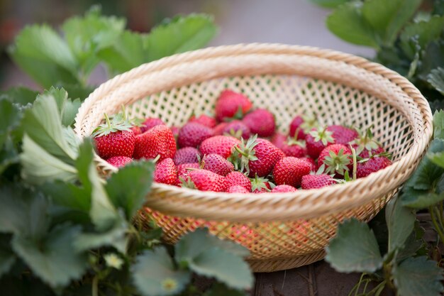 Fresh strawberries on strawberrie field