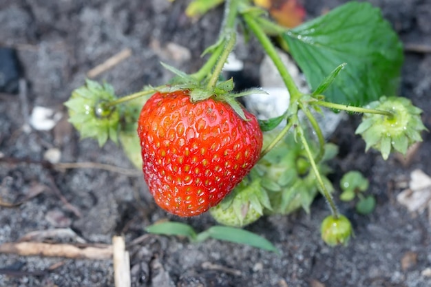 Fresh strawberry in the field