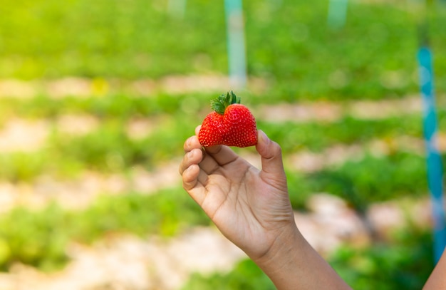 Fresh strawberry in the garden. Strawberries in natural background