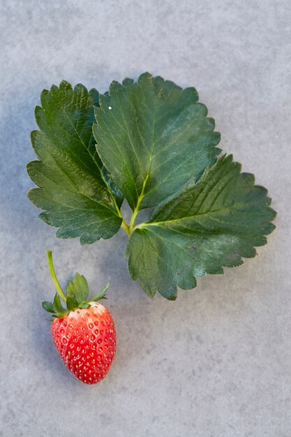 Fresh strawberry on gray 