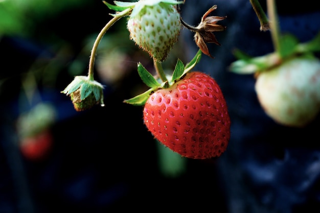 Fresh strawberry on tree.