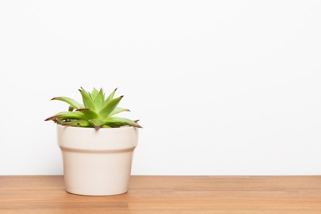 Photo fresh succulent plant on wooden desktop. indoor decoration with copy space.