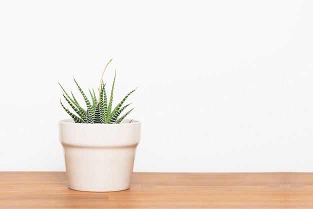 Photo fresh succulent plant on wooden desktop. indoor decoration with copy space.