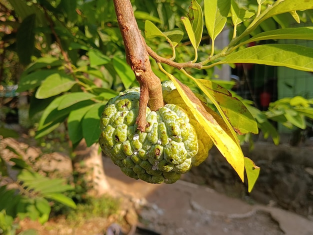 写真 木にぶら下がっている新鮮な砂糖リンゴの果実