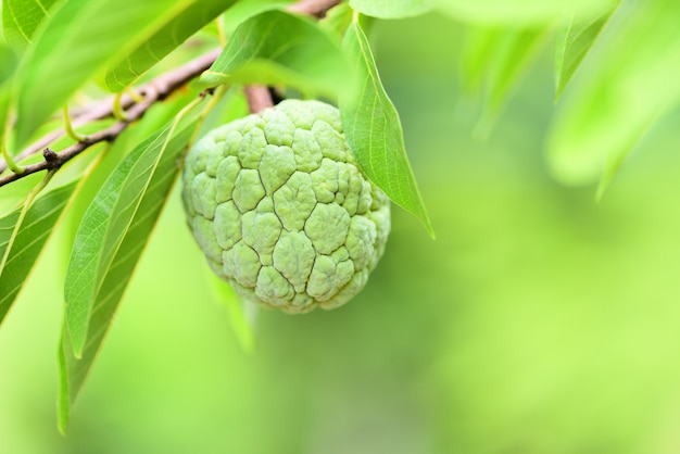 정원 열 대 과일 커스터드 사과 Annona sweetsop에 나무에 신선한 설탕 사과