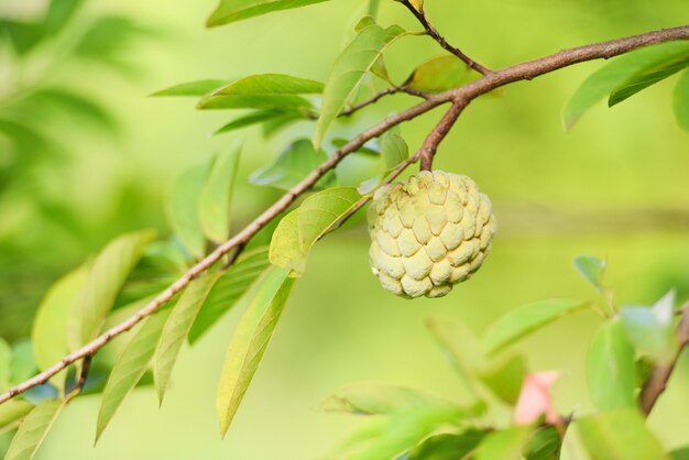 나무 열대 과일 커스터드 사과, Annona sweetsop에 신선한 설탕 사과