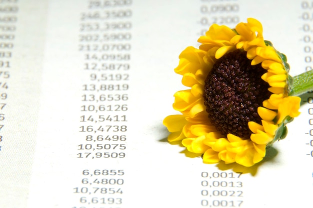 Fresh sunflower as symbol of stockexchange boost