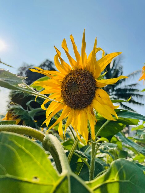 Fresh Sunflower farm