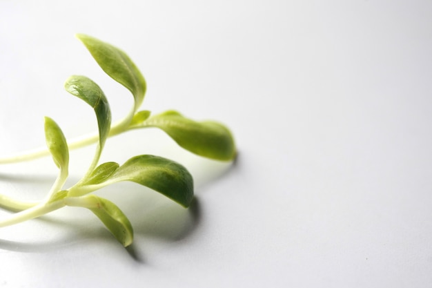 Fresh Sunflower seedlings , Microgreen Organic