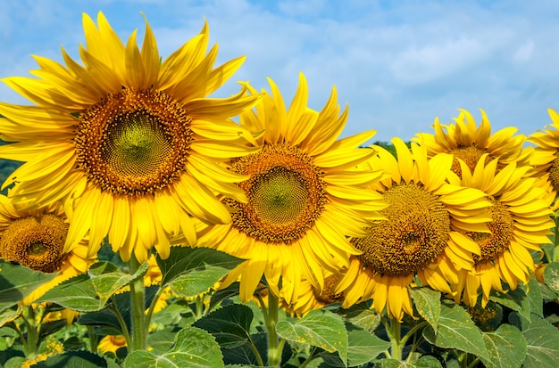 Fresh sunflower