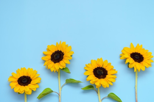 fresh sunflowers with leaves on blue background. Flat lay. Summer concept, harvest time, agriculture