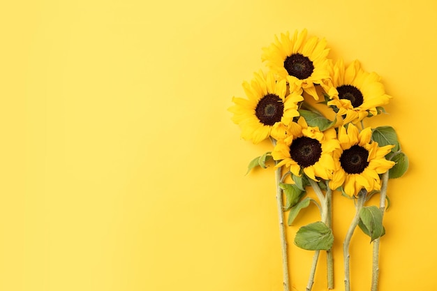 Fresh sunflowers with leaves on stalk on bright yellow background Flat lay top view copy space