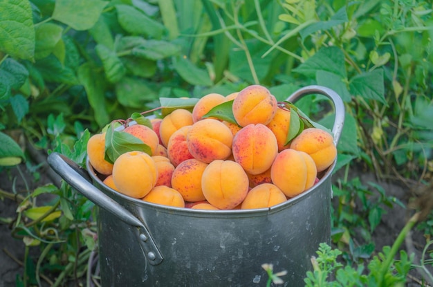 Fresh sweet apricots in a metal pan