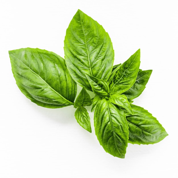 Fresh sweet basil leaves isolated on white background. Isolated of italian basil leaf .