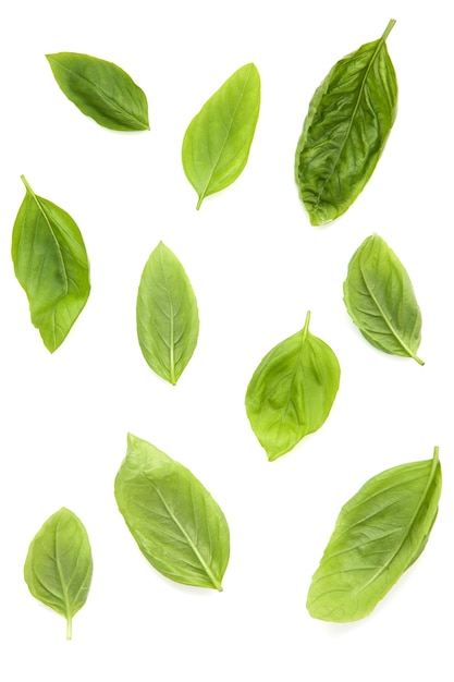 Fresh sweet basil leaves isolated on white background. 