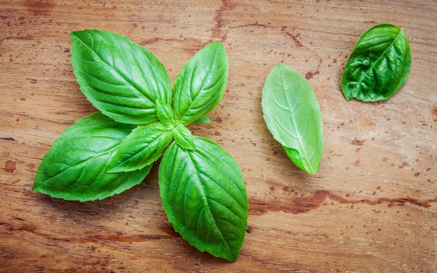 Fresh sweet basil leaves on shabby teak wood background. 