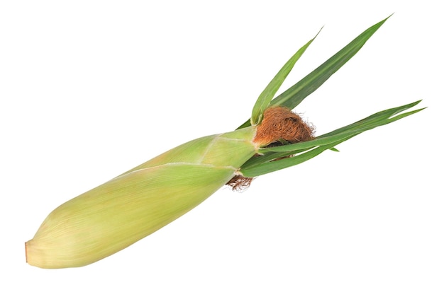 Fresh sweet corn with leaves set isolated on white background