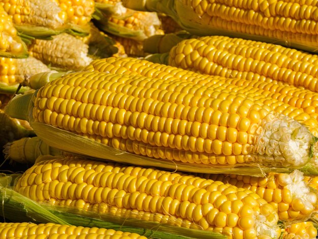 Fresh sweet corns in the market photo