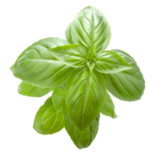 Fresh sweet Genovese basil leaves isolated on white background cutout