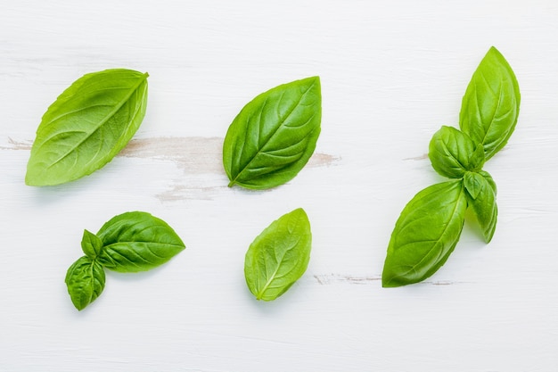 Fresh sweet green basil leaves 