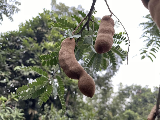 (Leucaena leucocephala) 녹색 잎을 가진 신선한 타마린드 나무